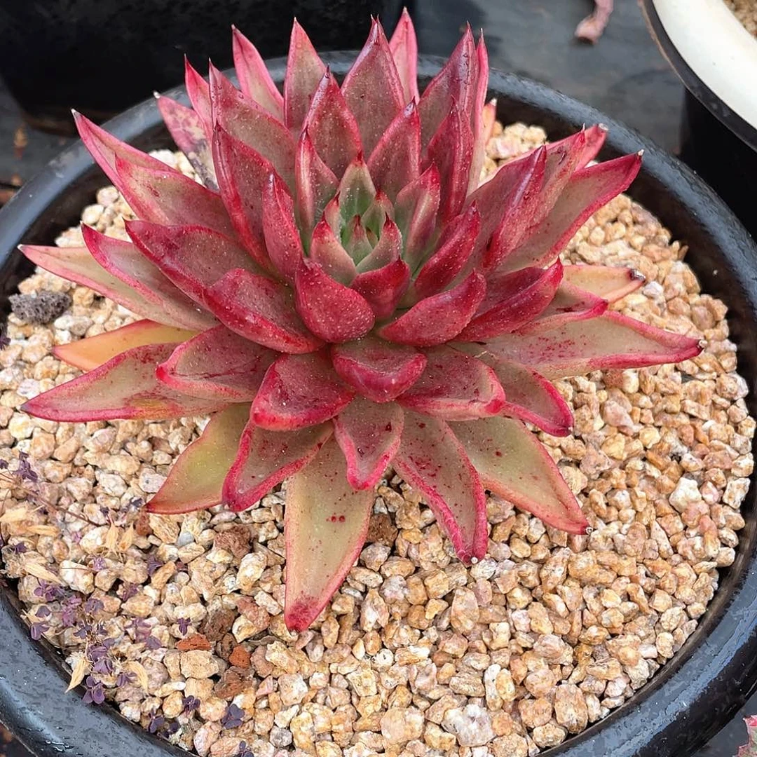 多肉植物一物一拍