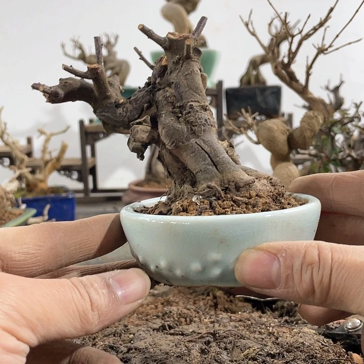 雀梅111111发发发方法