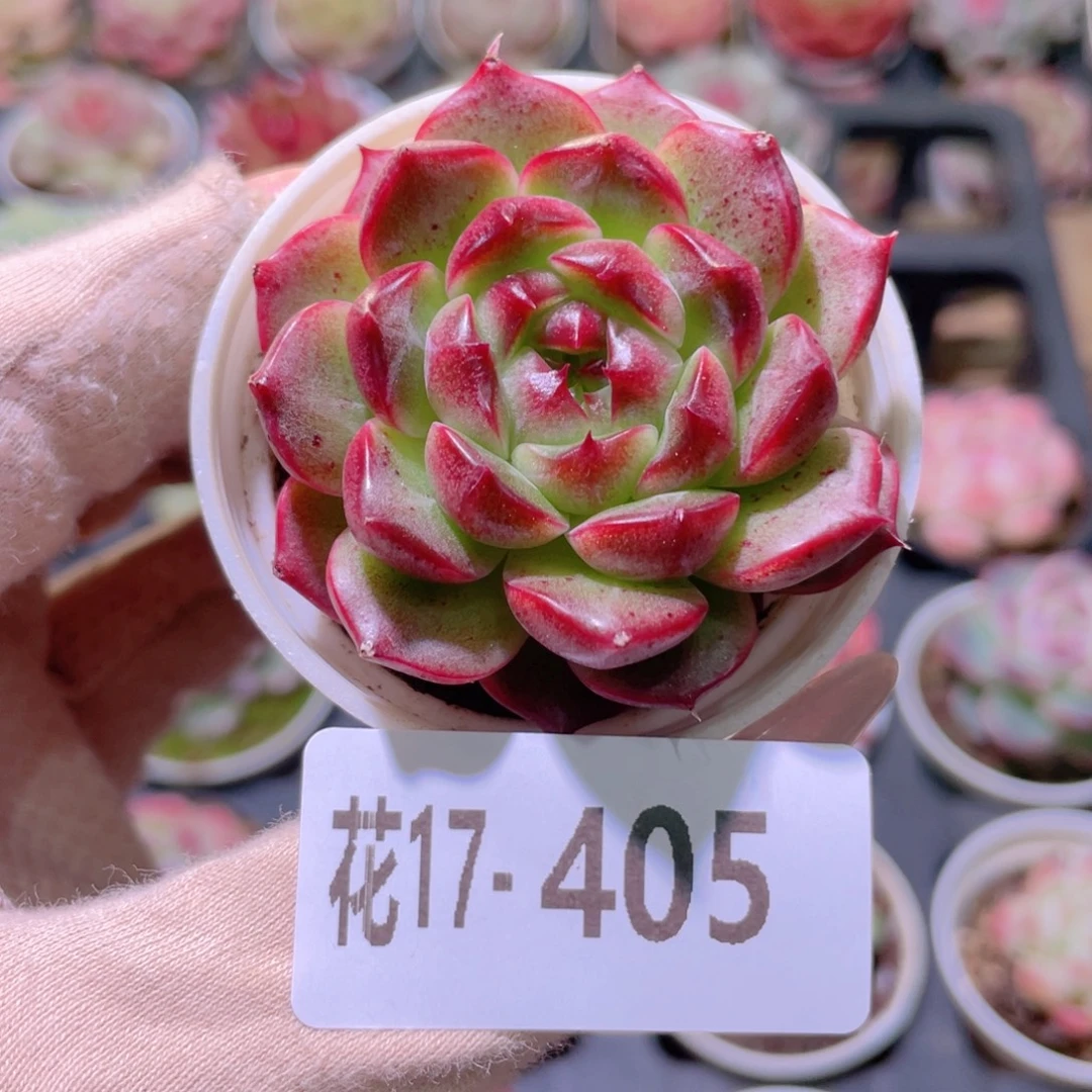 花利美17-405新品