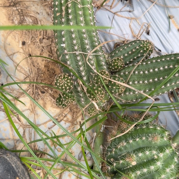 苗接白檀仙人掌群生33