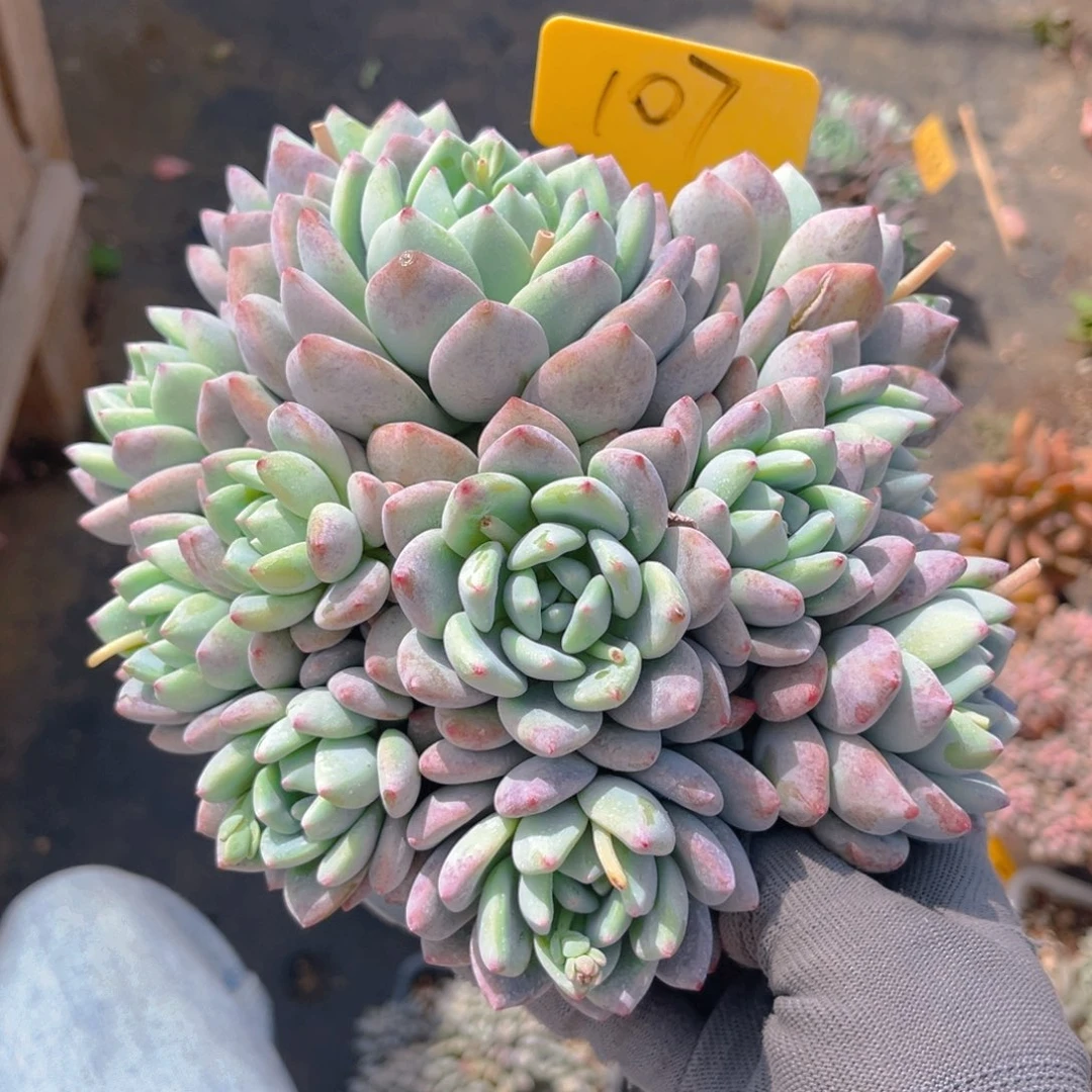 望舒88888888tu多肉