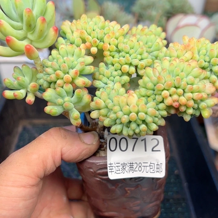 幸运的是我的朋友们