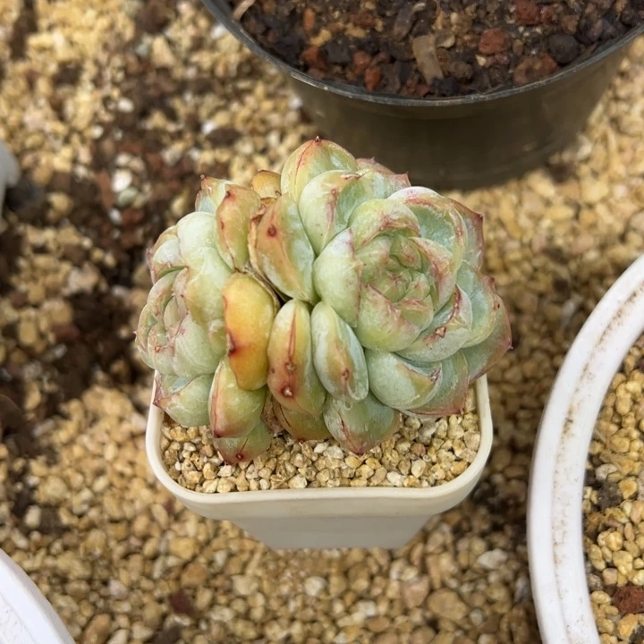 起司芝士 夏鸣园艺