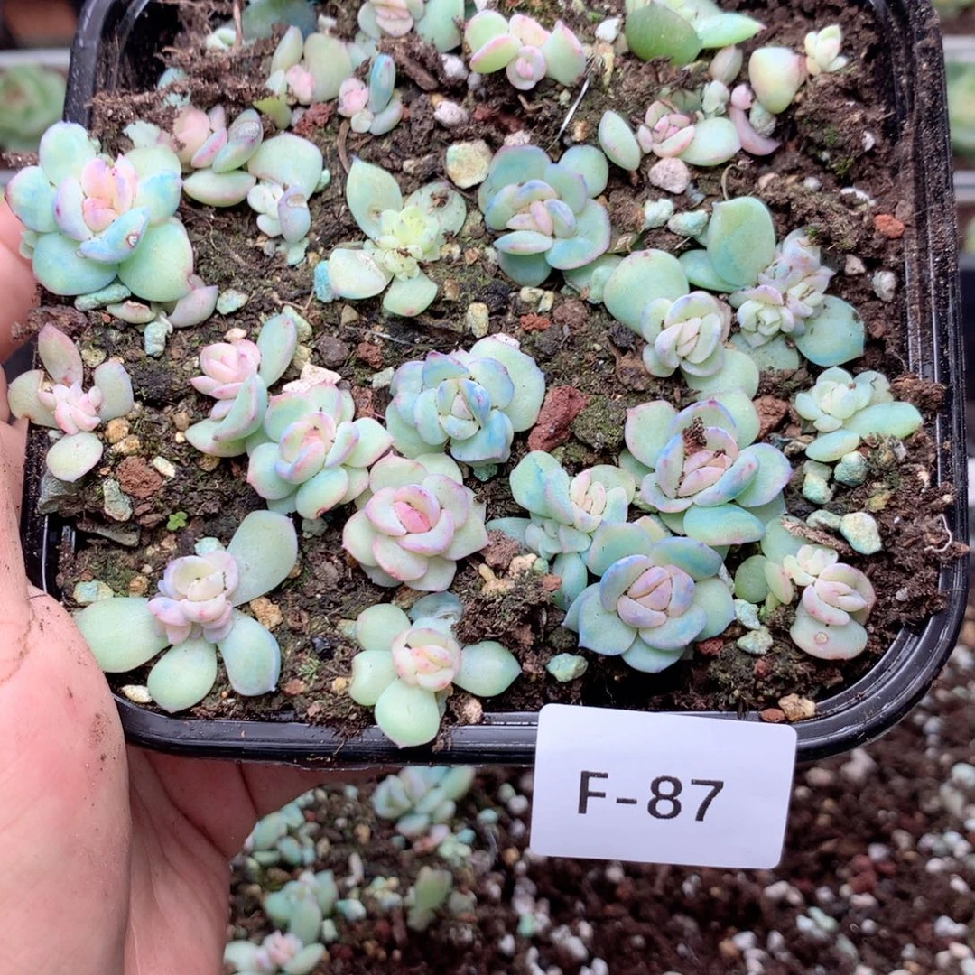 爱***宝无花朵F87英语英语
