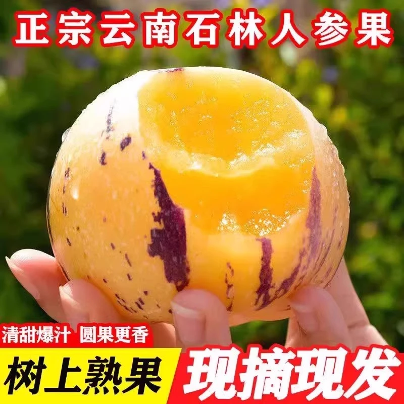 【低糖水果】云南石林人参果娃娃果黄肉七彩果树熟当季新鲜水果