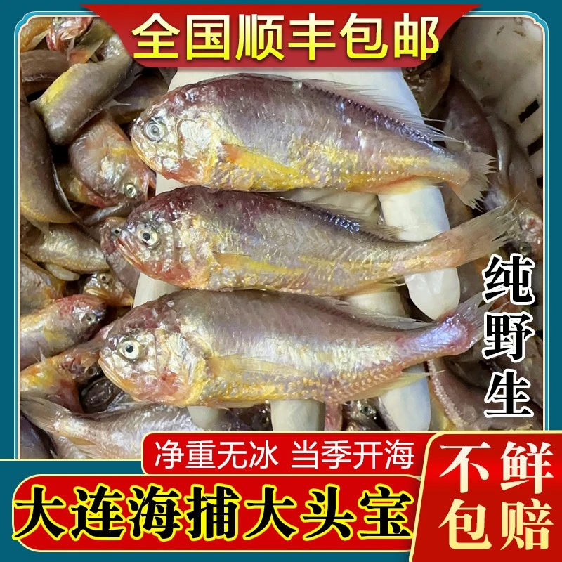 大连本地大头宝冰鲜速冻海鲜黄梅童梅子鱼梅童花鱼1斤3斤5斤顺丰