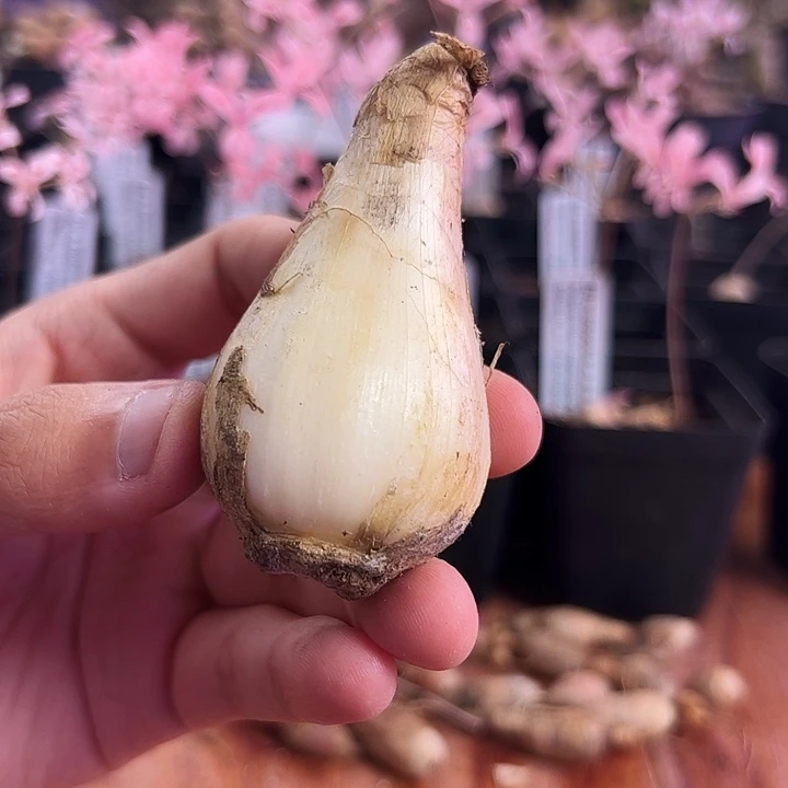 真***咯C款GN，3.5厘米左右