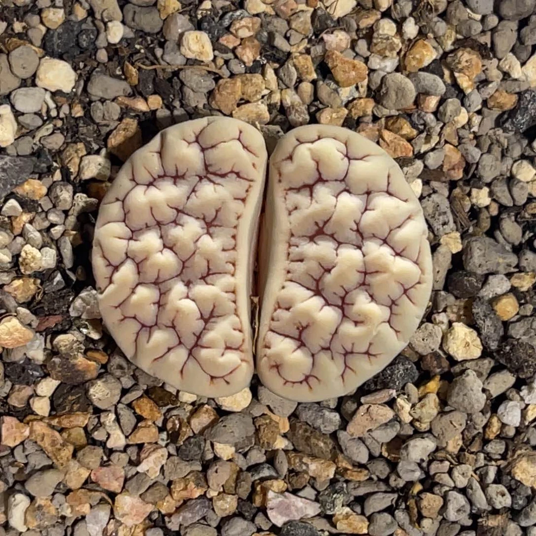 7642白底红纹1891尺寸3.2