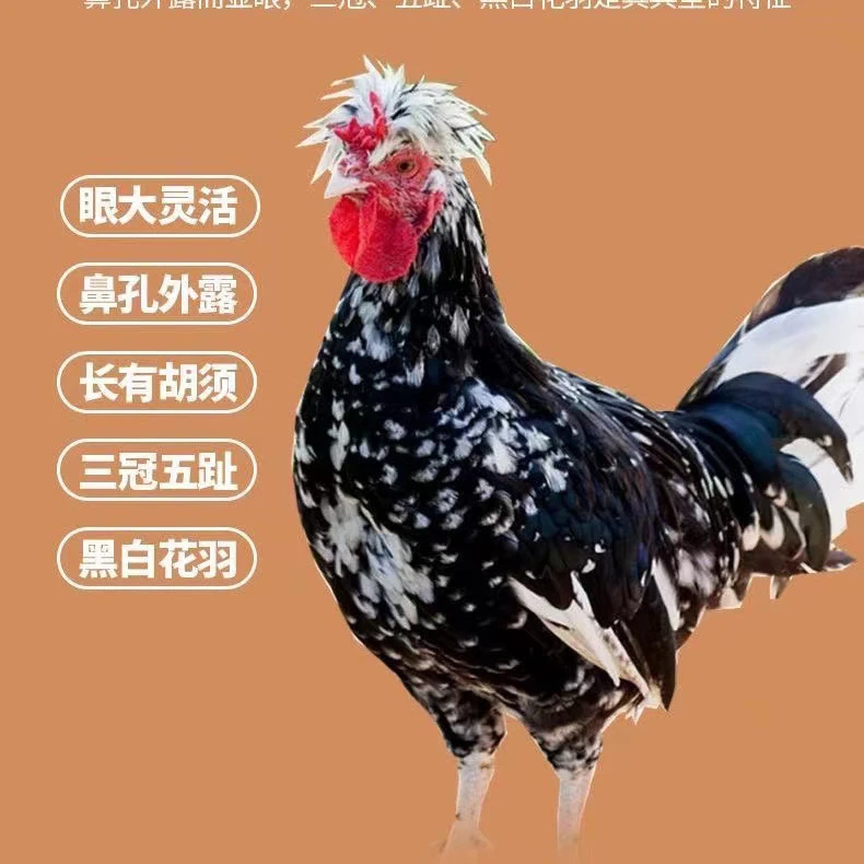 漂亮美味宠物鸡贵妃鸡