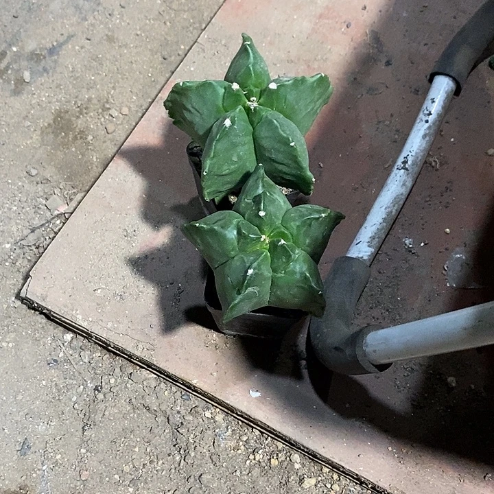 笑***生组合2棵实生脱土发货