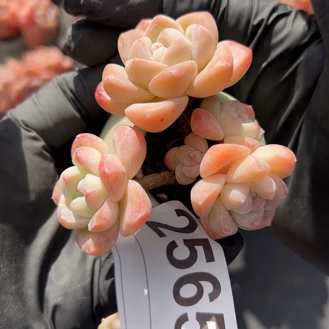 2565，五头冰玉带盆发的