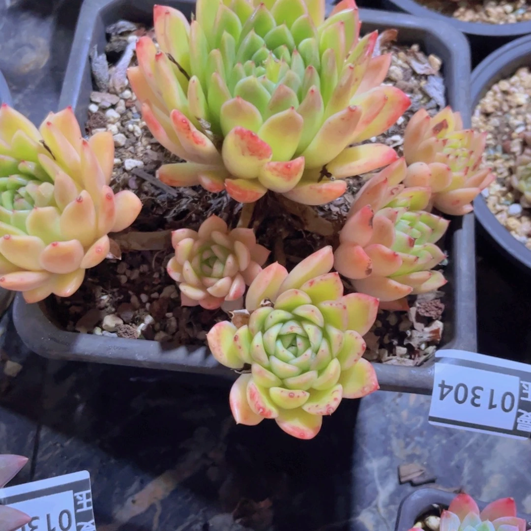 冰河世纪01304多肉植物
