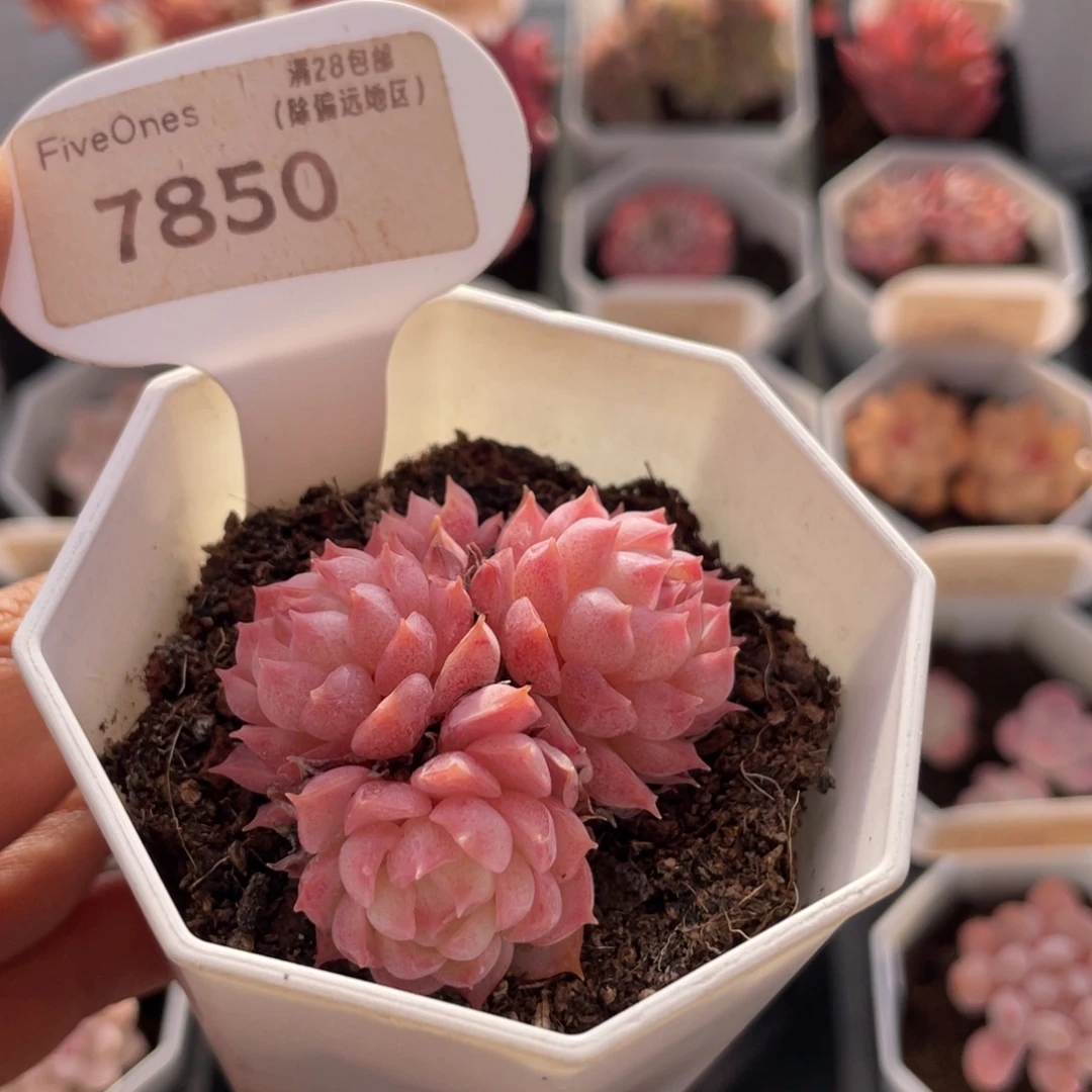 朱砂痣7850-4.5厘米