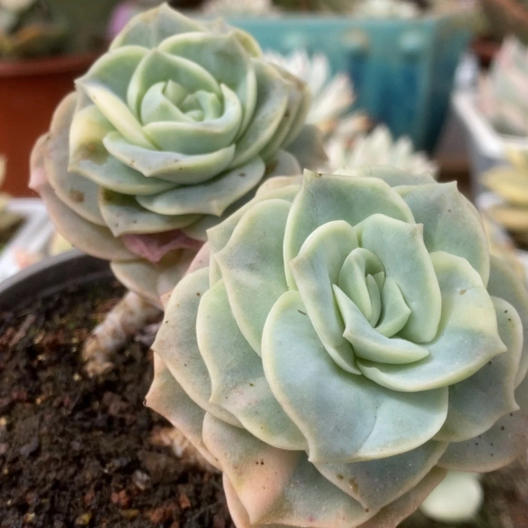185可爱玫瑰锦锦锦锦锦锦