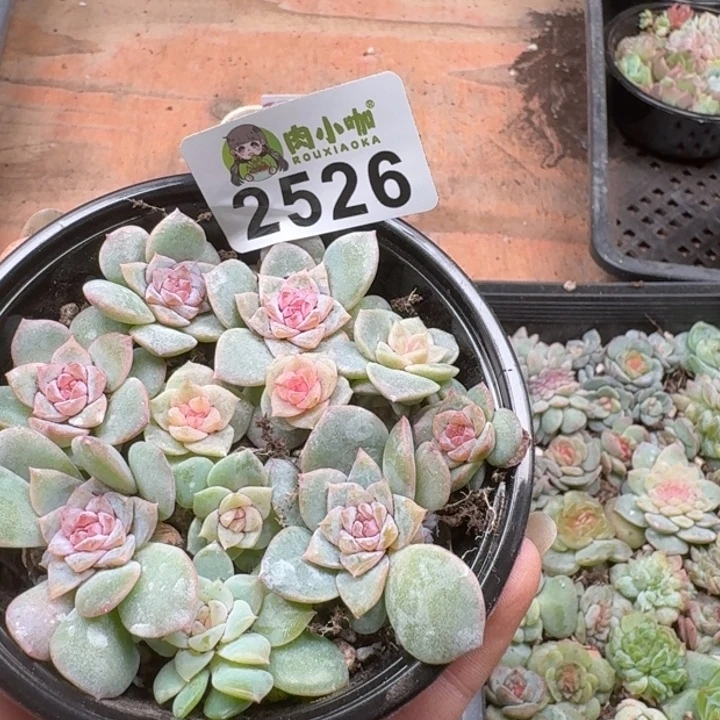 绵***忧多肉植物多肉植物