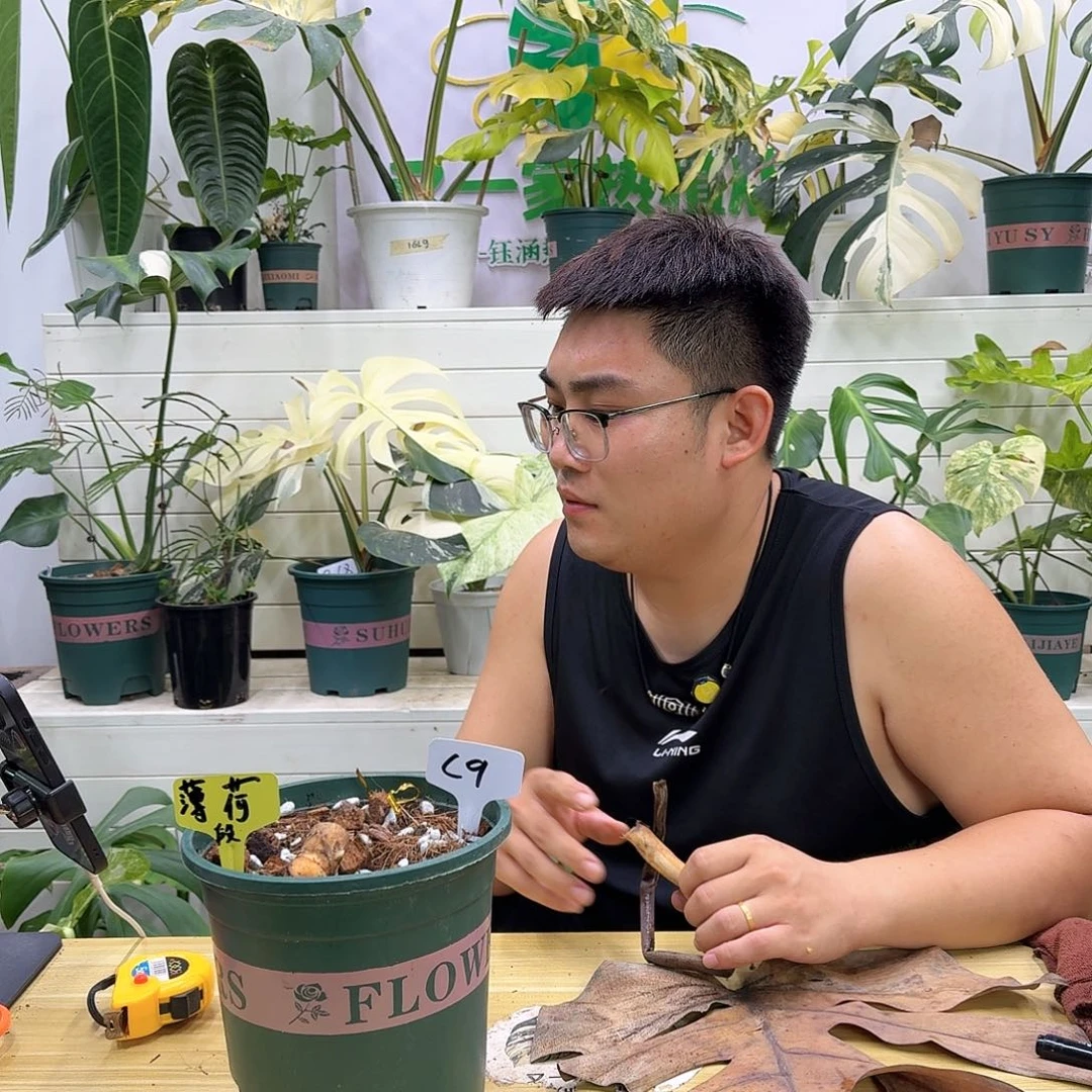 无花朵秋****渺薄荷段C9