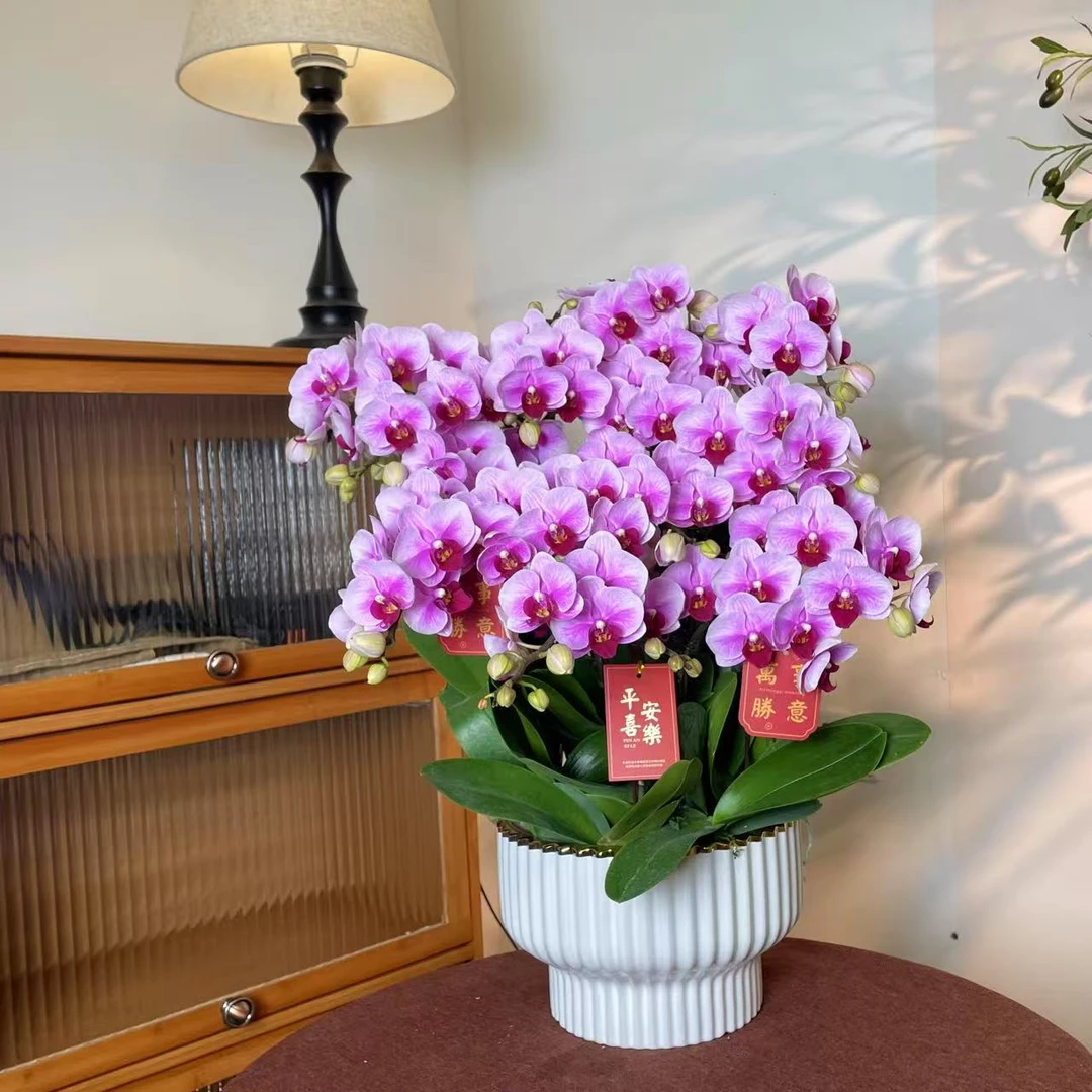 【宝贝-蝴蝶兰】轻奢 中式 禅意 绿植盆栽 送礼装饰 年宵花