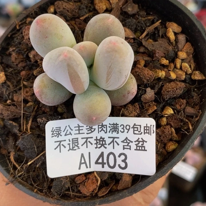 米可奶单头403多肉植物