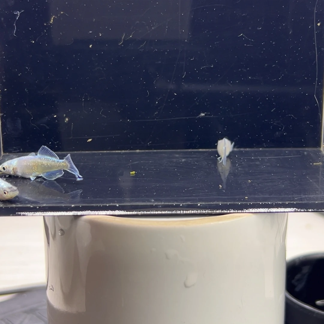 青鳉鱼8。
