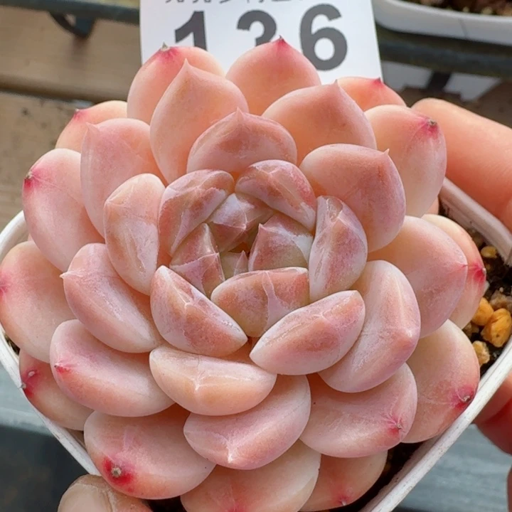 冰魄         精控精养多肉植物