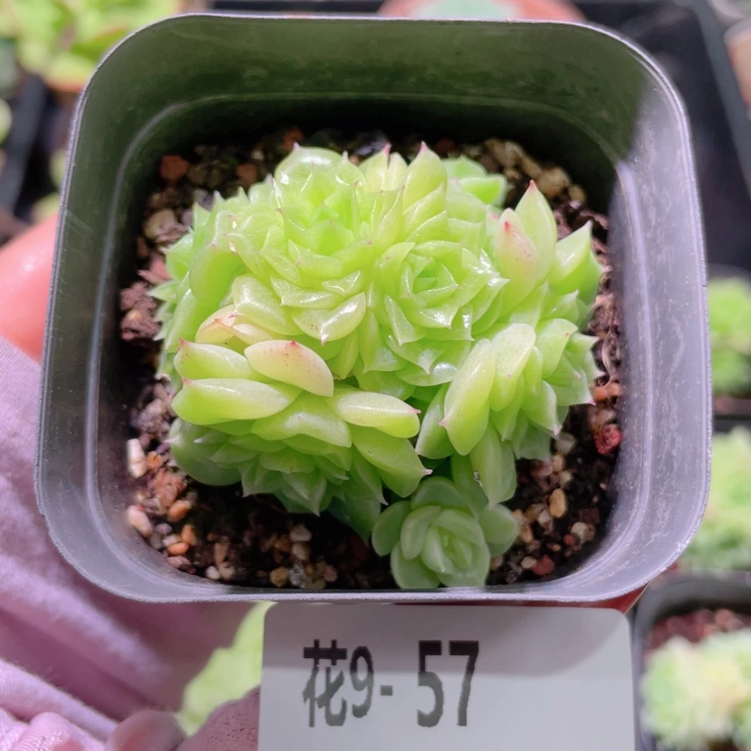 花利美9-57麦秆群