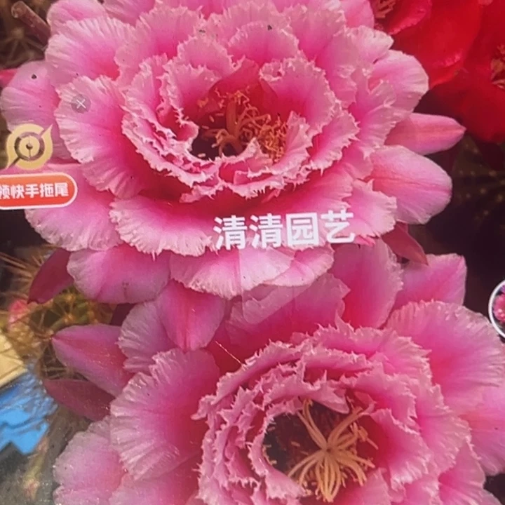 清清卓玛根瑕疵黑点