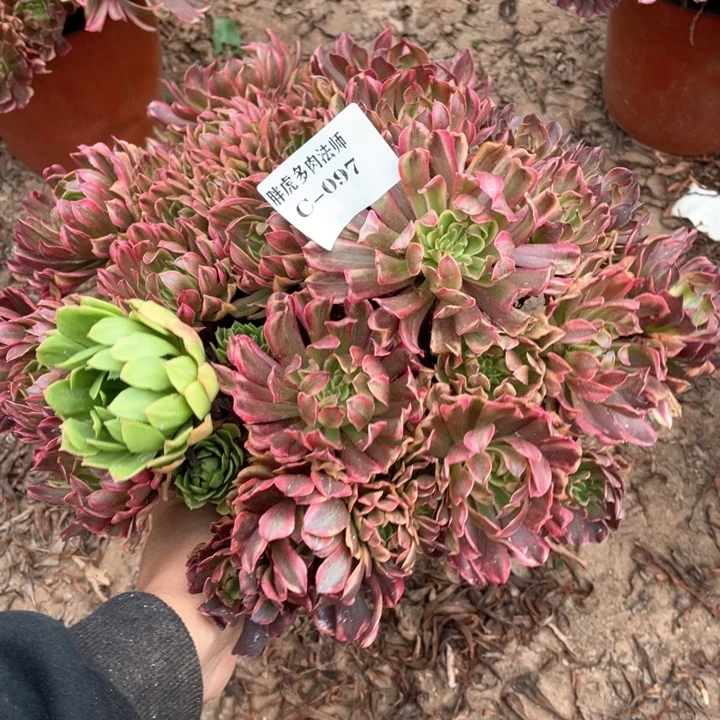 097奥黛丽多肉法师丛林