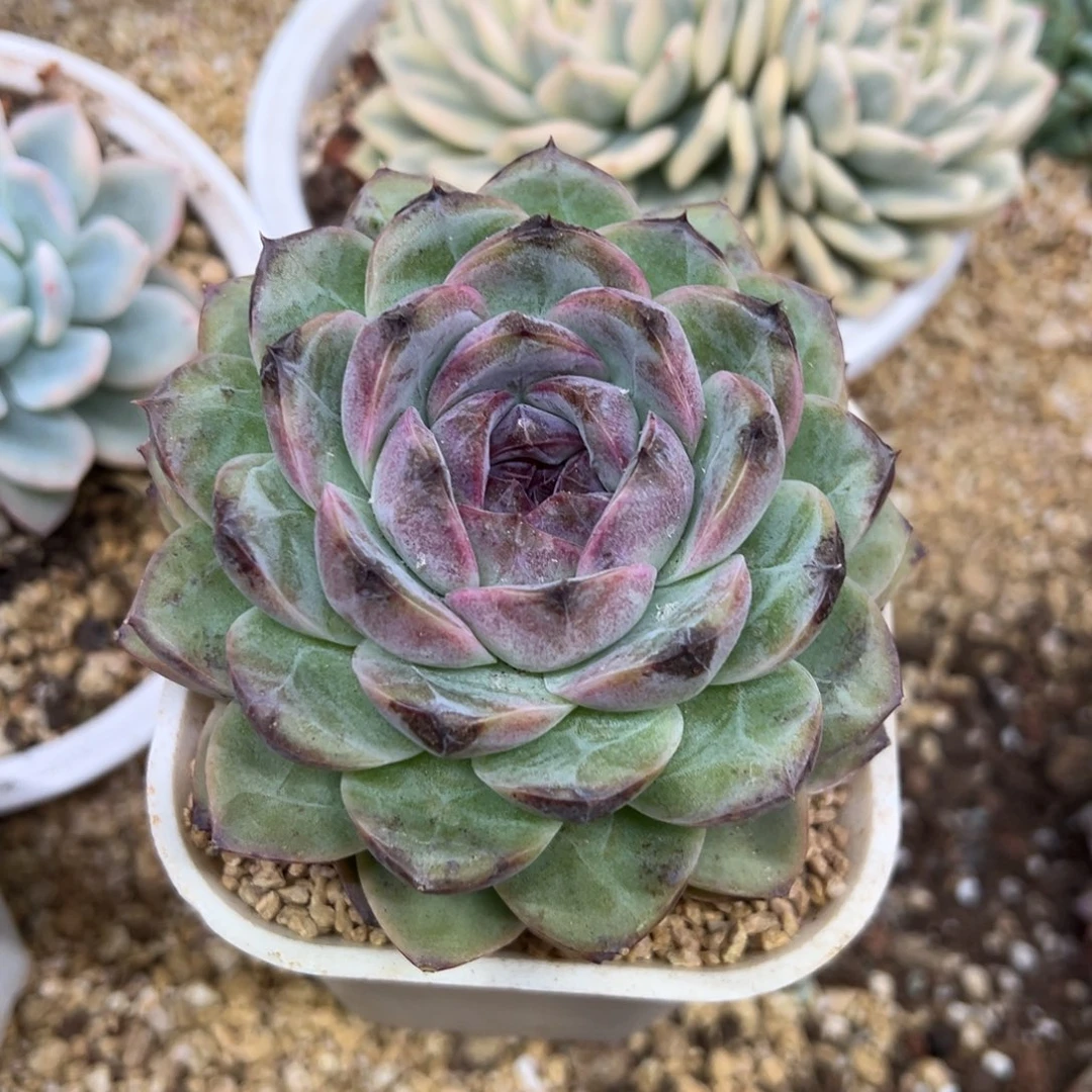 紫水晶 单头 夏鸣园艺