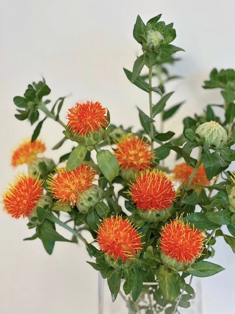 【花拾间】菠萝菊 菠萝花 小众鲜切花材