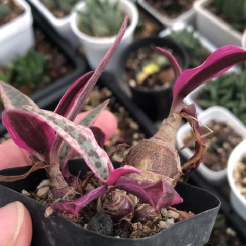 油点百合锦群多肉植物