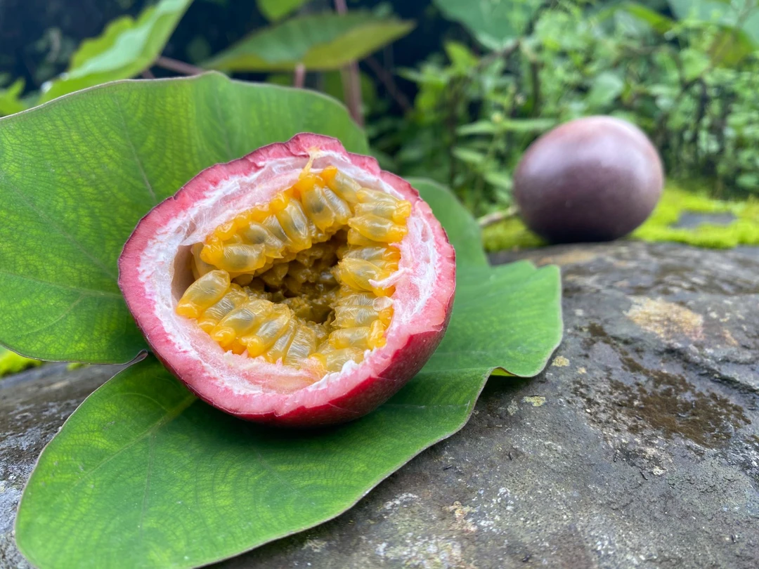 百香果云南特产紫皮百香果西番莲鸡蛋果水果产地直发当地新鲜水果