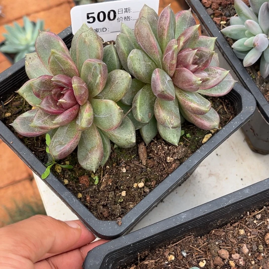 麋鹿泡泡多肉植物