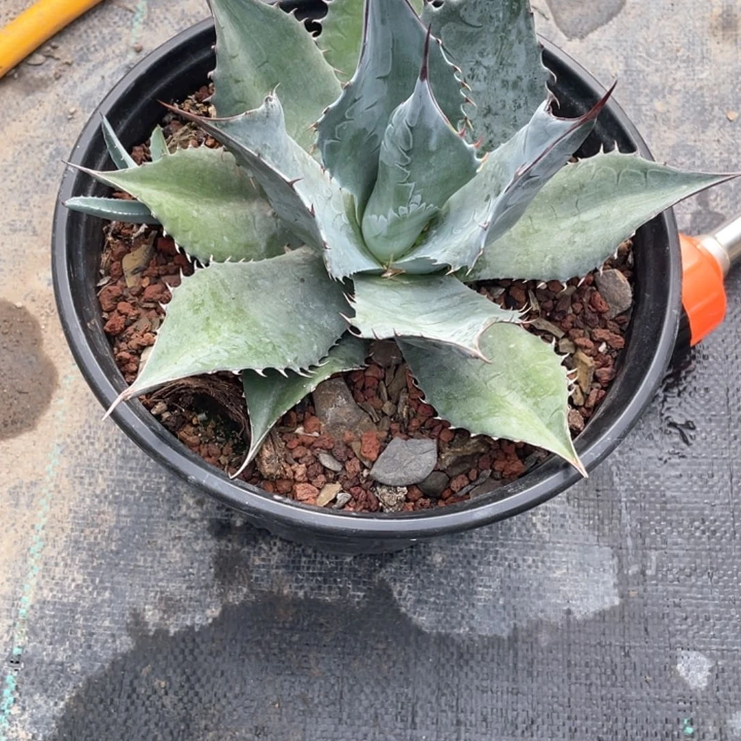 毛****无花朵龙舌兰绿色植物
