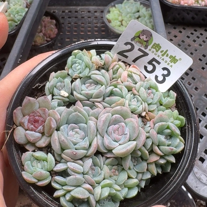 多肉植物多肉植物