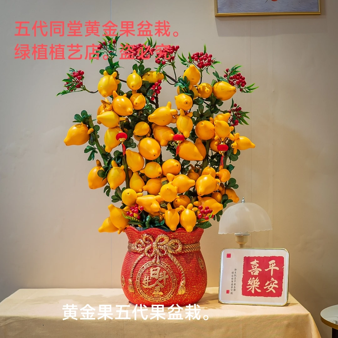 喜庆黄金果广西五代同堂红盆陶瓷新鲜发货室内耐摆网红观赏果植物