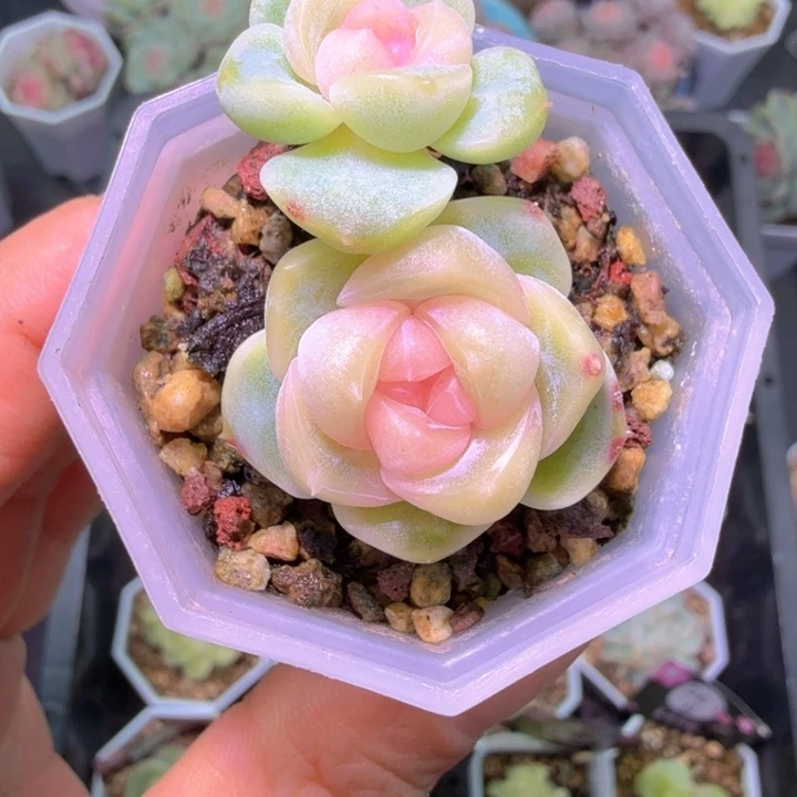 良辰双头多肉植物