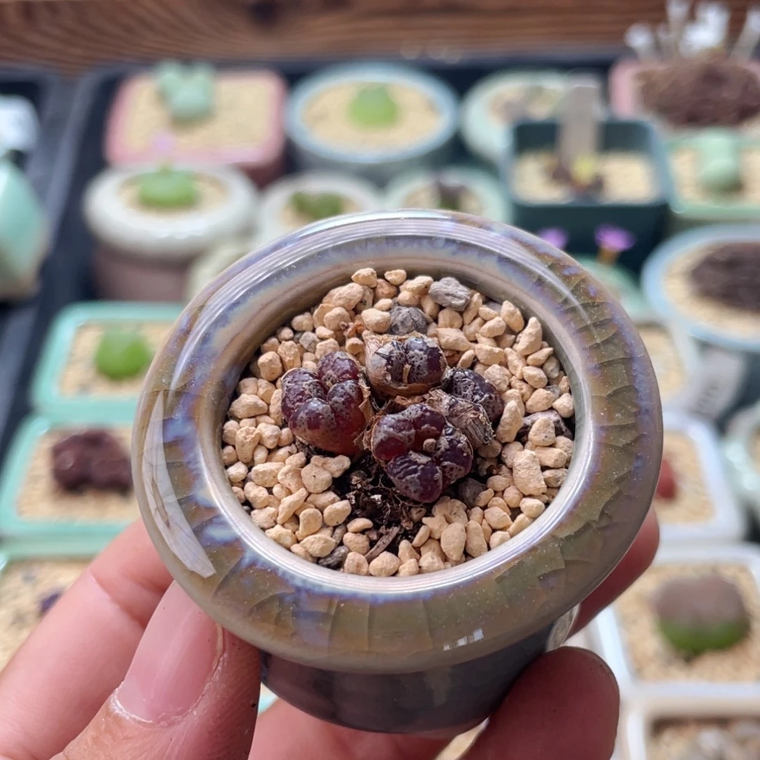 全部花朵3247--一物一拍 带盆