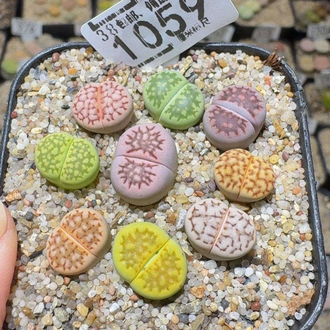 Ssss精品生石花1059