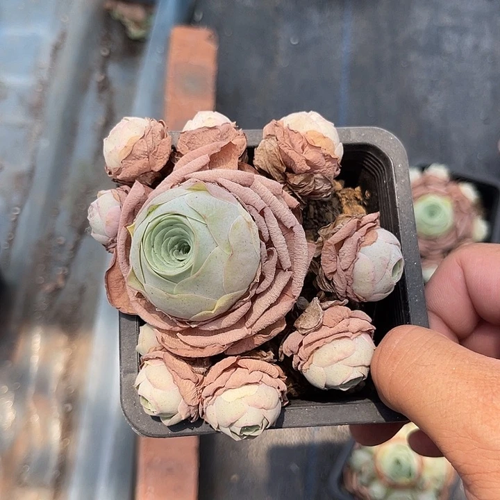珈***颉山地玫瑰一物一拍