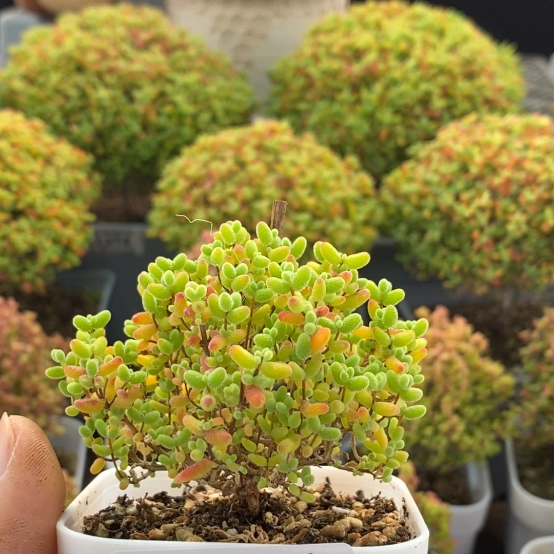 蜜橘糖球1509枝干番杏