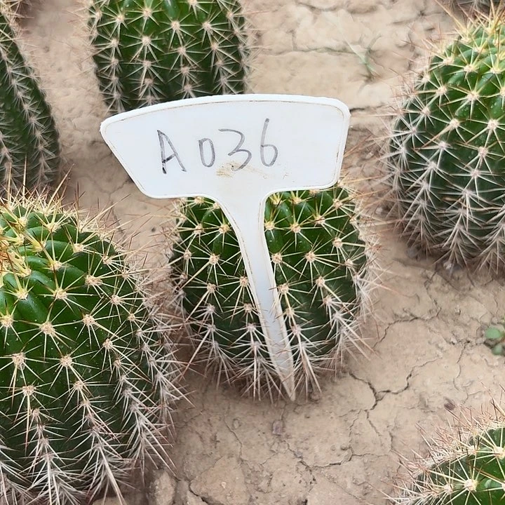 蹦****蹬A036,3-2瑕疵歪头