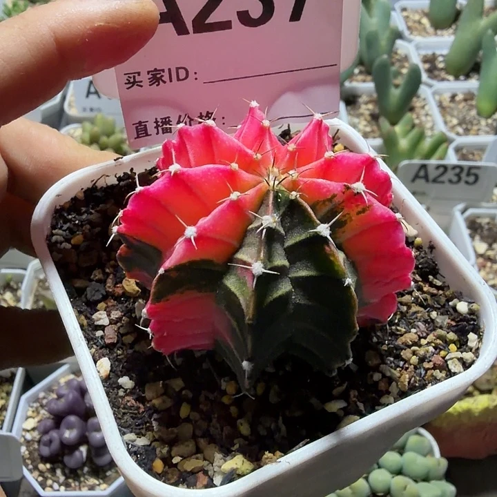 237。满228包邮肉锥