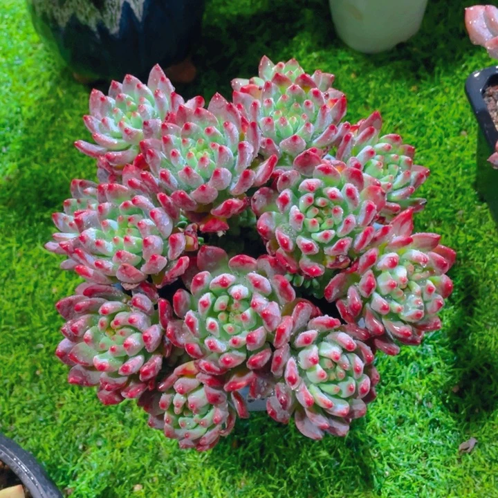 谢谢你的支持0000018