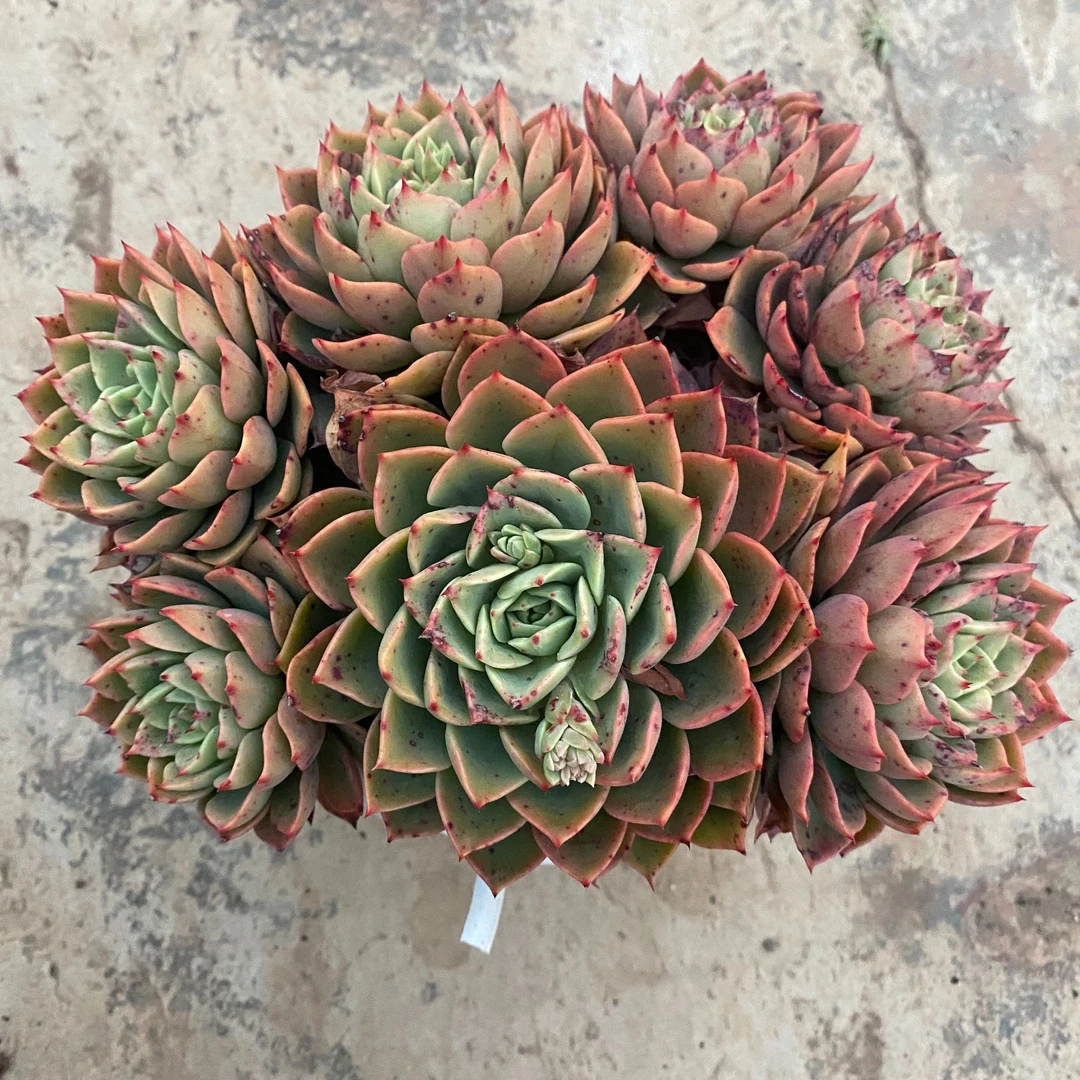 贝拉多娜  多肉植物 （满18包邮 直播间展示为准）