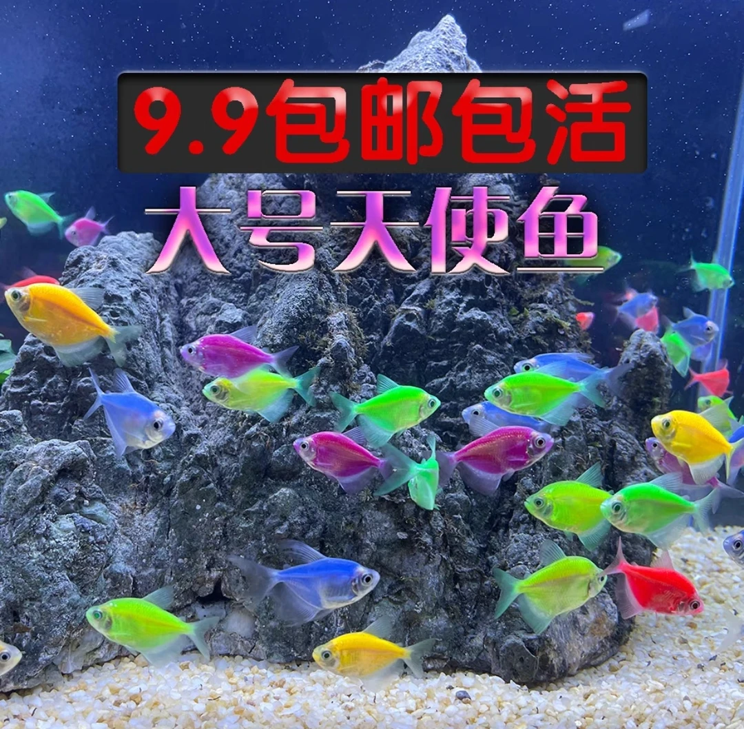 长尾荷兰凤凰球/满百顺丰包邮/迷你短鲷/热带鱼/小米鱼缸水草造景