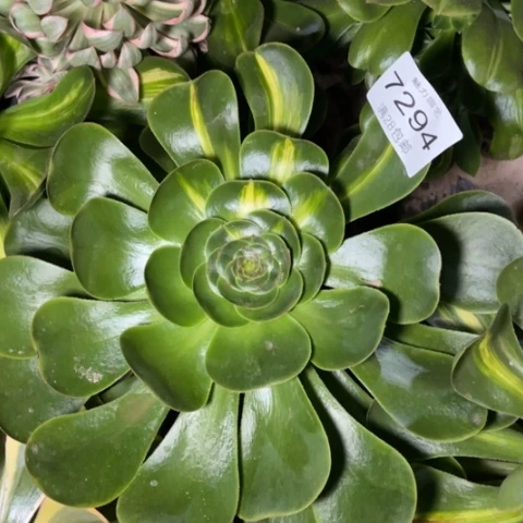 暴君多肉多肉7294