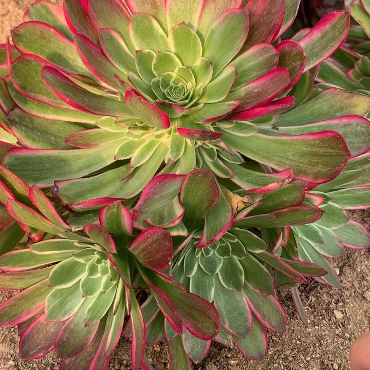 流*659多肉植物一物一拍