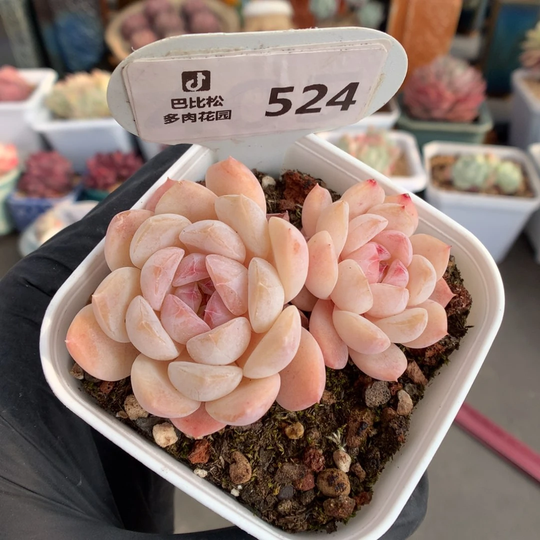 7*7524 粉粉糖心多肉