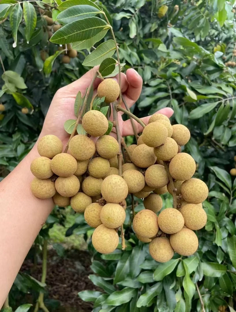 【顺丰包邮】广西石硖龙眼平南当季新鲜现摘现发桂圆肉厚脆爆甜多汁