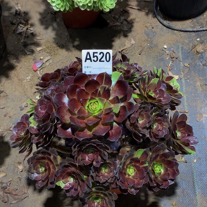 肉***宝无花朵花花公子52000000